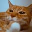 CatBrains